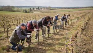 recrutement urgent d’ouvriers viticoles à doué-en-anjou pour la saison d’ébourgeonnage. rejoignez une équipe dynamique et contribuez à une récolte de qualité.